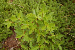 Maytenus magellanica