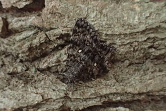 Catocala actaea