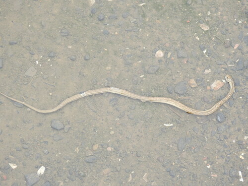 Keeled Sepia Snake