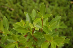 Maytenus magellanica