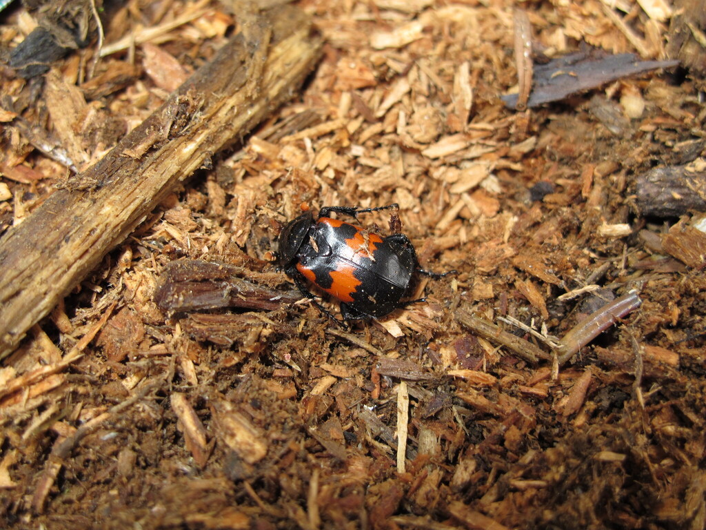 Nicrophorus oberthuri