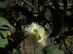 Eucalyptus tetrodonta