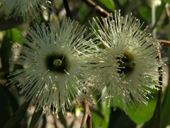 Eucalyptus tetrodonta