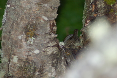 Scytalopus magellanicus