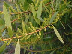 Acacia longifolia longifolia