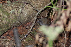 Scytalopus magellanicus