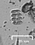 Scenedesmus