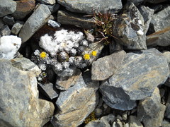 Senecio humifusus