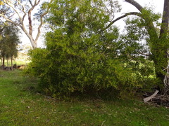Acacia longifolia longifolia