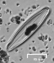 Naviculales
