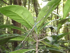 Candovia annulata