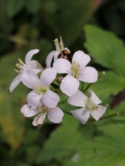 Cardamine macrophylla