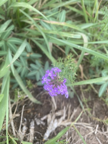 South American mock vervain
