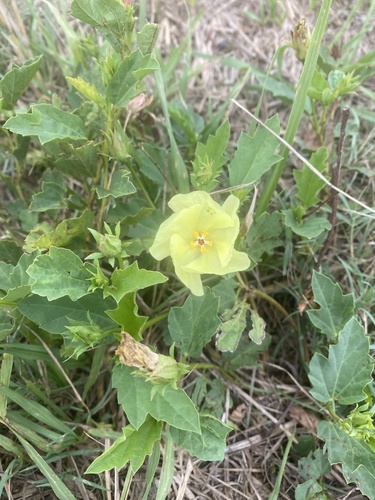 yellow flymallow
