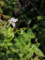 Cardamine macrophylla