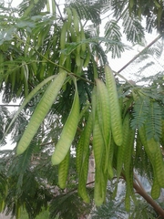 Leucaena leucocephala