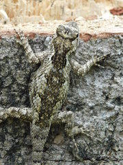 Sceloporus melanorhinus