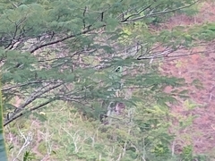 Copsychus albospecularis