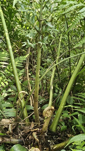 Angiopteris lygodiifolia (Angiopteris lygodiifolia)