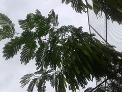 Leucaena leucocephala