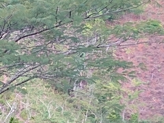 Copsychus albospecularis