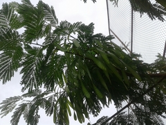 Leucaena leucocephala