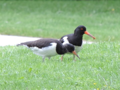 Haematopus ostralegus