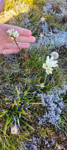 Gentianella vernicosa, 2025-03-20