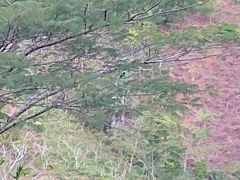 Copsychus albospecularis