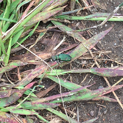 Cicindela purpurea