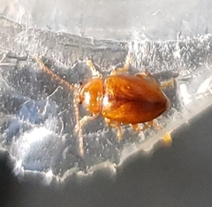 Neocrepidodera ferruginea