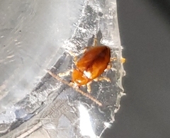 Neocrepidodera ferruginea