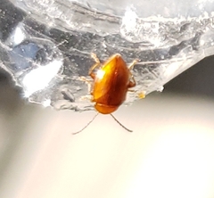 Neocrepidodera ferruginea