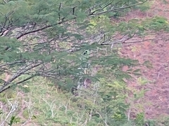 Copsychus albospecularis