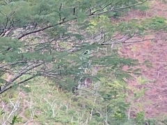 Copsychus albospecularis