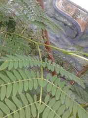 Leucaena leucocephala