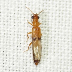Telegeusis