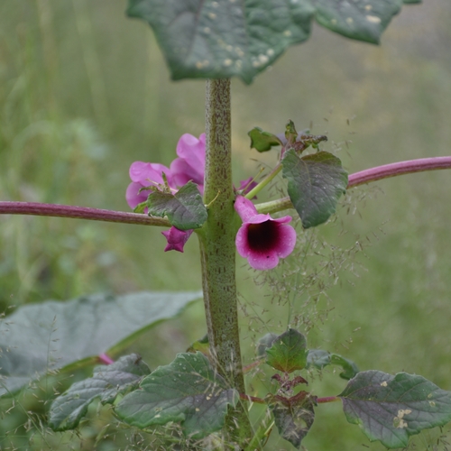 Image of Rogeria adenophylla by (c) Nathan Van Cooten, some rights reserved (CC BY)