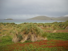 Poa flabellata