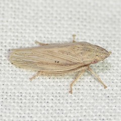 Prairiana