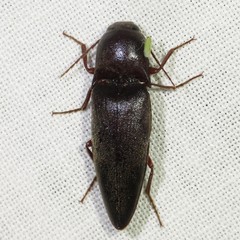 Diplostethus opacicollis