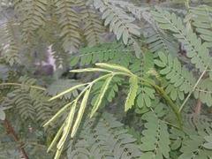 Leucaena leucocephala