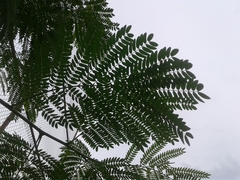 Leucaena leucocephala