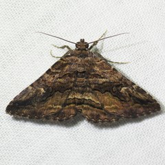 Zaleops umbrina