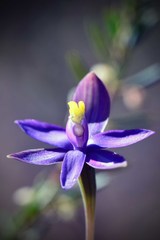 Thelymitra uliginosa