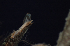 Glaucidium nana