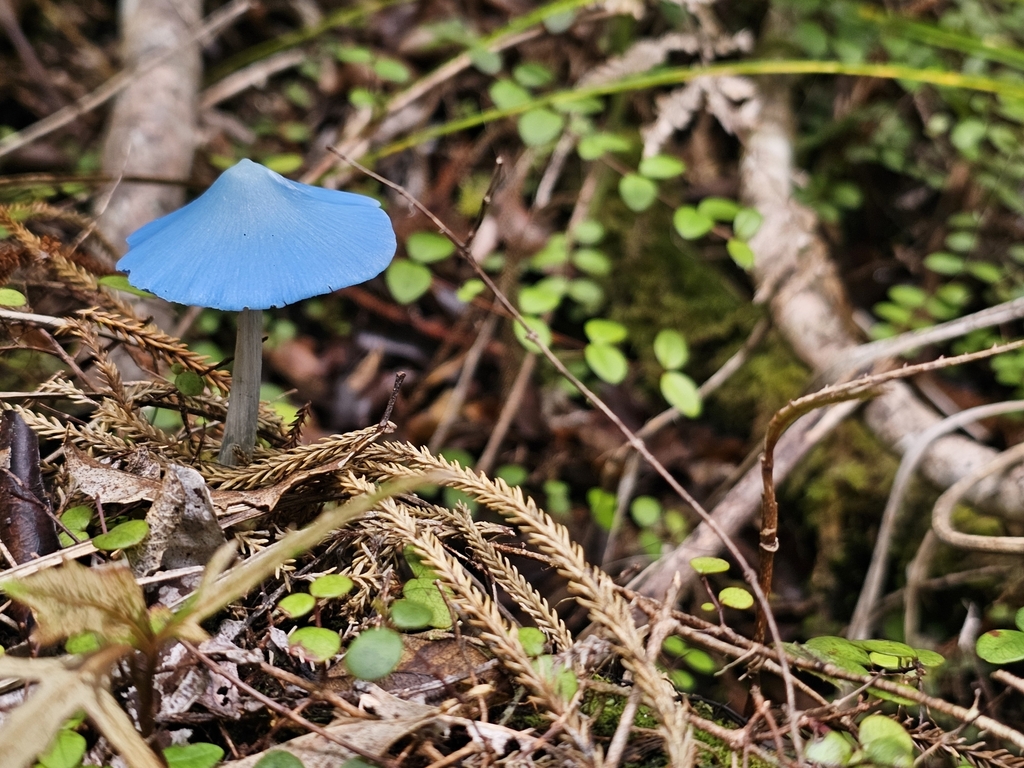 Entoloma hochstetteri · March 2025 · photo: © iadams (iNaturalist, cc-by)
