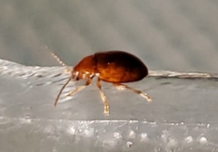 Neocrepidodera ferruginea