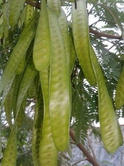 Leucaena leucocephala