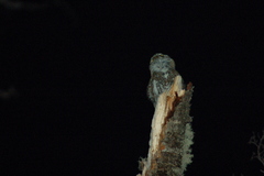 Glaucidium nana